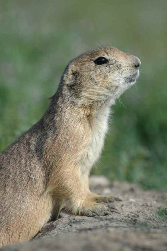 Text and Wildlife Photography ©Jim Robertson