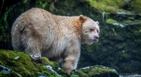 spirit-bear great bear rainforest_the nature conservancy