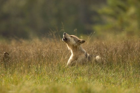 Wolf Puppy Wayne Pacelle Stock Photo
