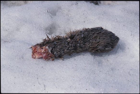 Chewed-off Canadian lynx foot--another trapping victim.  Photo by Jim Robertson