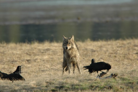 Wildlife Photography ©Jim Robertson