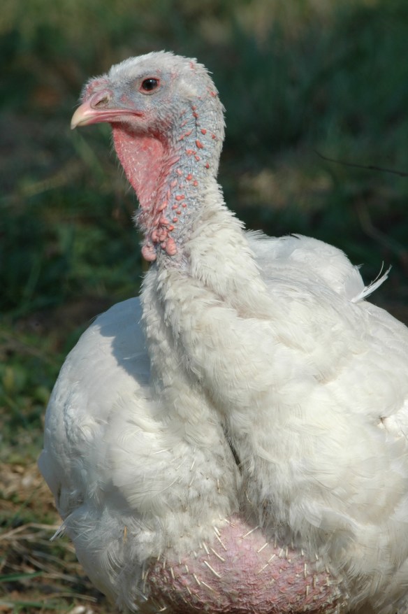 Photo @ Jim Robertson