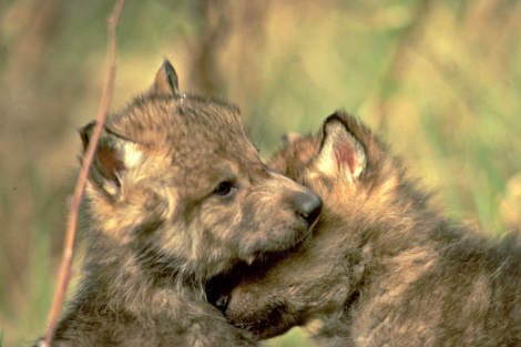 gray wolf pups-all-about-wolves 1
