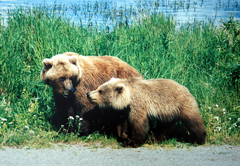 Mother grizzly_and cub Wiki