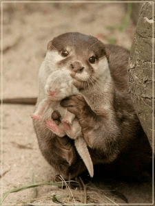 otter mom and pup