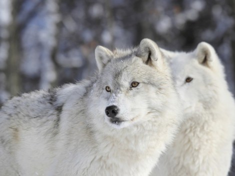 Wolves in lamar valley_ Earth Justice