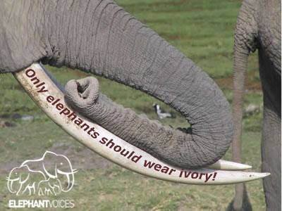 1924891_10152211828561061_1647642544_n