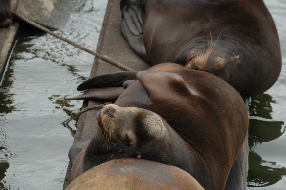Text and Wildlife Photography ©Jim Robertson, All Rights Reserved