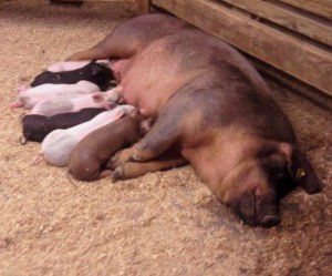 happy_campers_206891