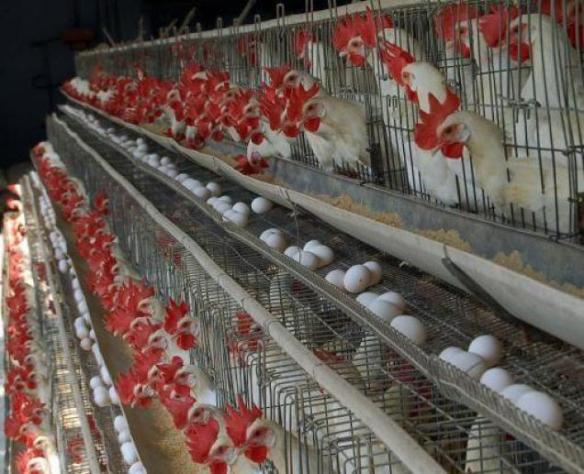 poultry_845904f_jp_1463316f