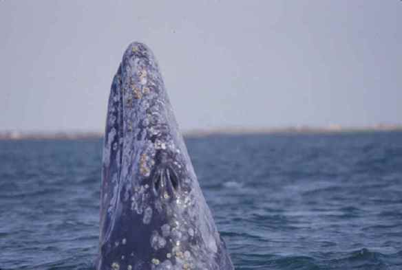 Text and Wildlife Photography ©Jim Robertson, 2015 