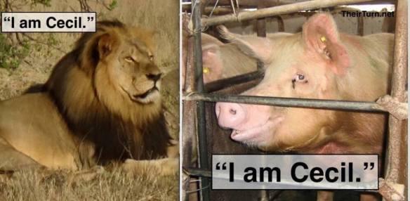 11825732_10153390282711508_1843680943326951608_n