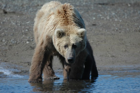 Wildlife Photography ©Jim Robertson, 2015. All Rights Reserved