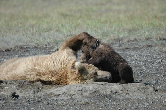 —Wildlife Photography ©Jim Robertson, All Rights Reserved 