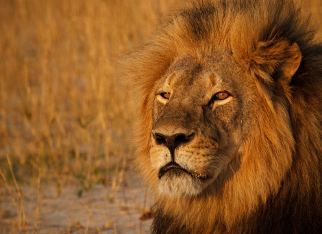 Portrait of Cecil by Ed Hetherington