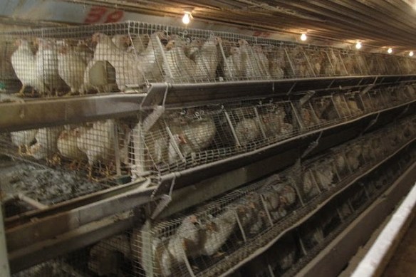 Iowa Egg Farm Investigation