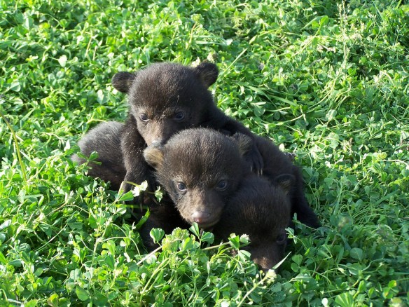 blackbearcubs