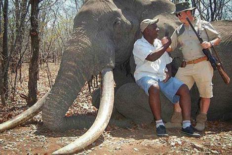 Germna trophy hunter kills one of Africa's biggest elephants Yahoo news