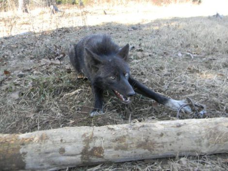 trrapped-wolf-facebook