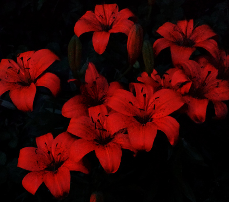 Remembering The Victims in San Bernadino