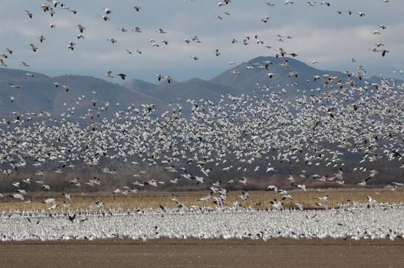 12196349_10153256579521188_5652107754797511661_n