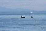 Two endangered Southern Resident killer whales rise in unison from the Salish Sea as a tanker passes through their critical habitat along the Canada-US border. Credit : beamreach.org
