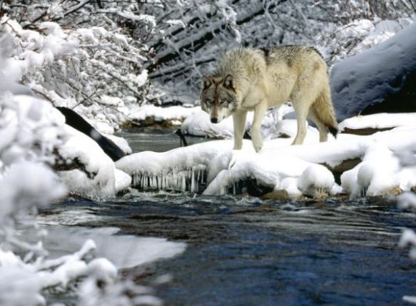 gray wolf