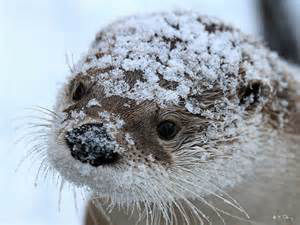 otter_56f56049b4508.image