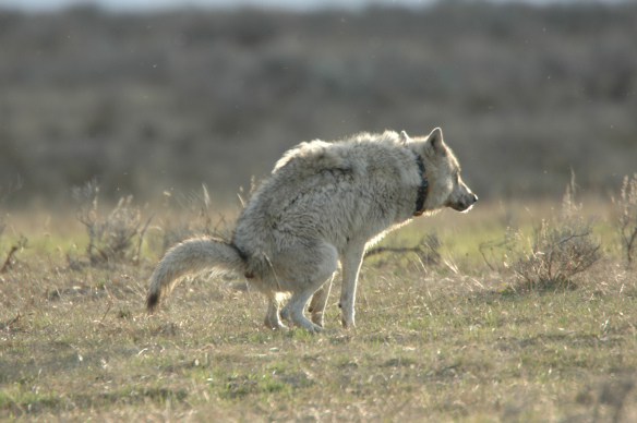 Wolf Photos Copyright Jim Robertson