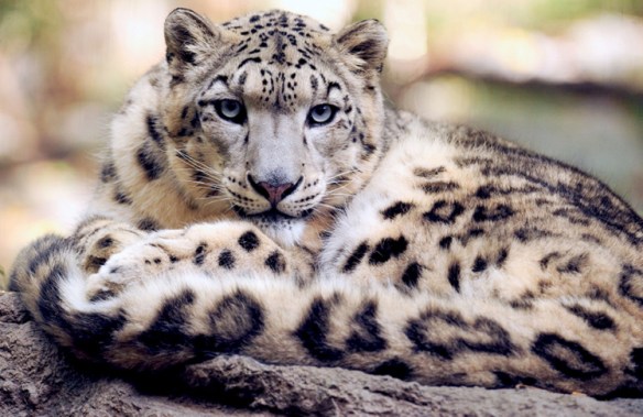 Snow Leopard by Jean Beaufort. CC0 1.0 Public Domain.