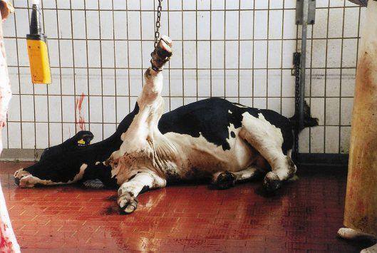 995307_696326030411869_798306708_n