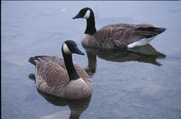 Text and Wildlife Photography ©Jim Robertson 