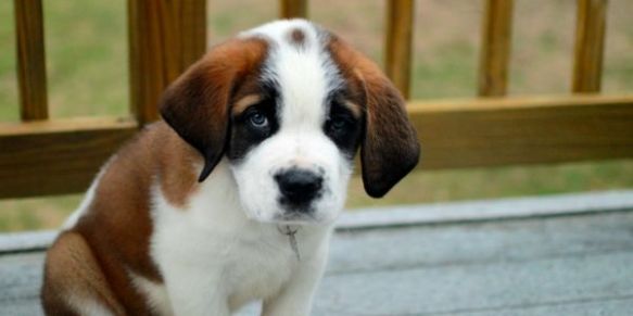 518462-1517598092-wide