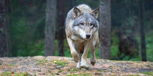 687373-1517398168-wide