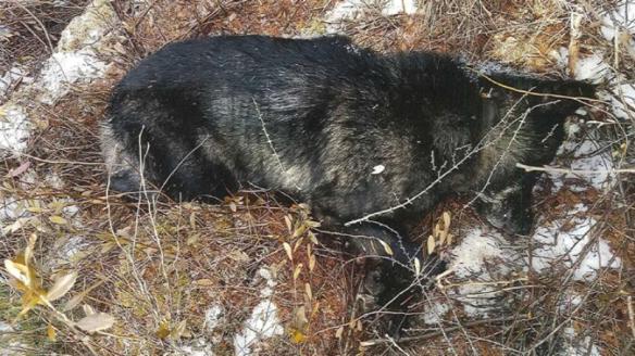 ONEIDA COUNTY DEAD WOLF
