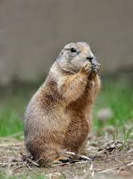 stop-prairie-dog-killing-by-joe-ravi