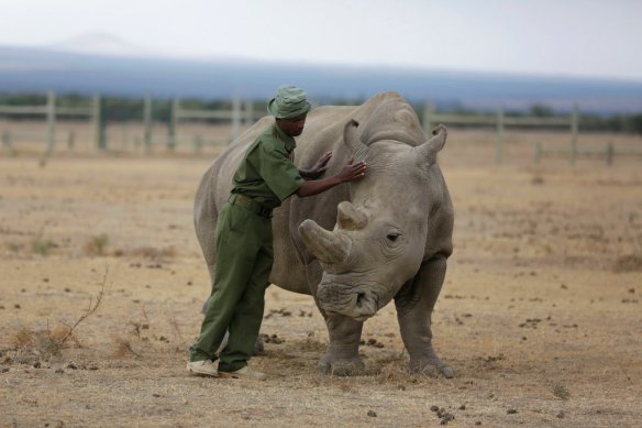  FILE - In this Friday, March 2, 2018 file photo, keeper Zachariah Mutai attends to Fatu, one of only two female northern white rhinos left in the world, in the pen where she is kept for observation, at the Ol Pejeta Conservancy in Laikipia county in Kenya. According to four new United Nations scientific reports on biodiversity released on Friday, March 23, 2018, Earth is losing plants, animals and clean water at a dramatic rate. (AP Photo/Sunday Alamba) 