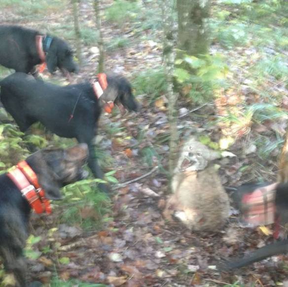 GARROWS ILLEGAL COYOTE