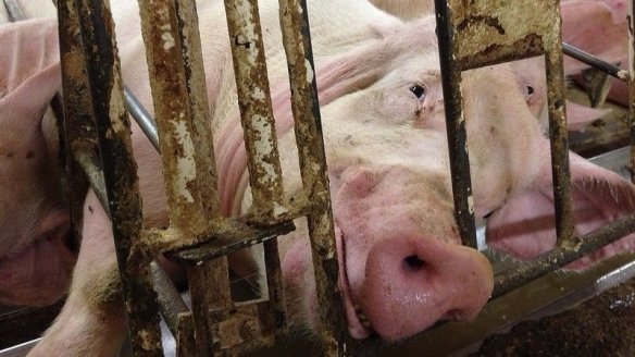 HJNQiLHNHXCvsCR-800x450-noPad