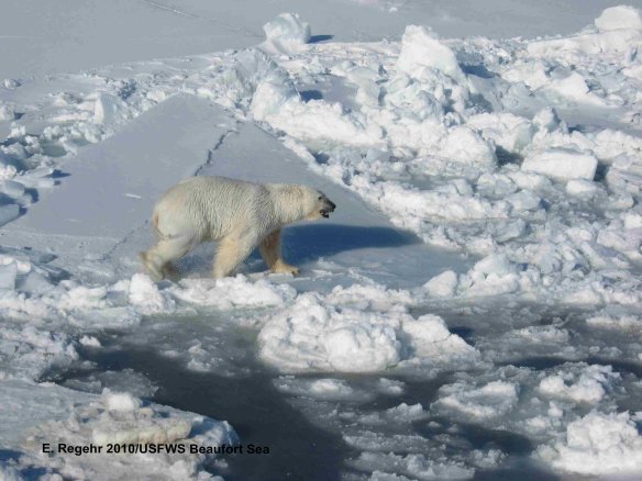 PB_male on ice_Regehr USFWS_March 2010_labeled