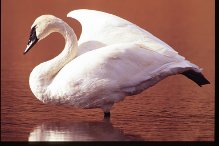 —Text and Wildlife Photography ©Jim Robertson, 2013. All Rights Reserved