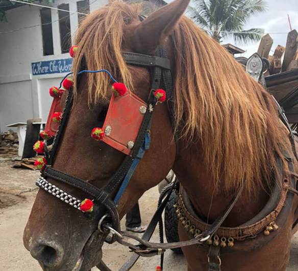 Bali-horse-pulling-logs