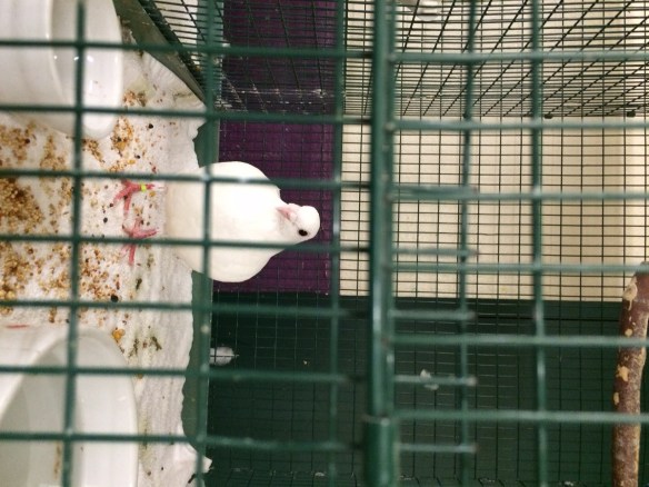 Honor-SFACC-A370888-062515-IMG_7884-e1437521382781