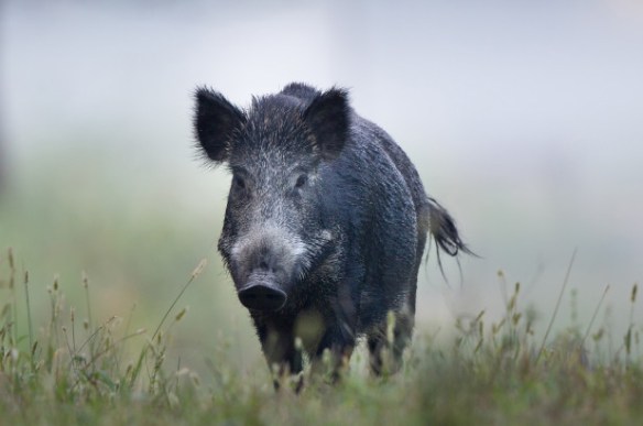 Wild boar turns the tables on hunter