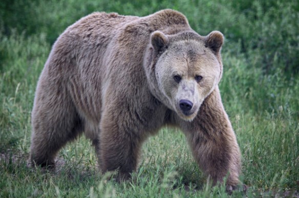 Father and son hunting black bears nearly killed by grizzly