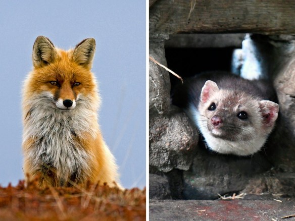 RedFoxMarten