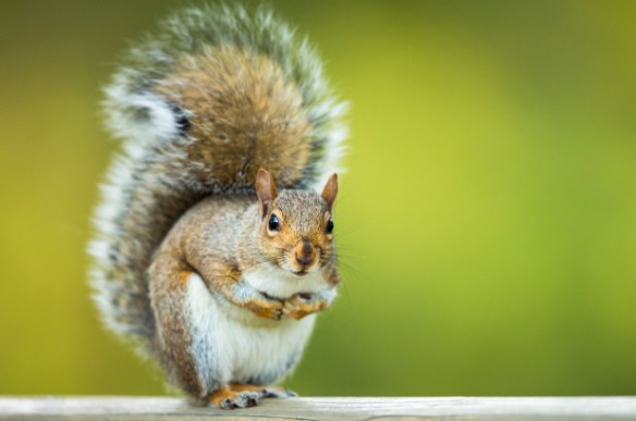 A squirrel