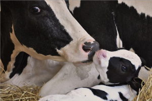 1377196_433789850060892_901162917_n