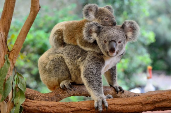 Koalas are now ‘functionally extinct,’ experts say