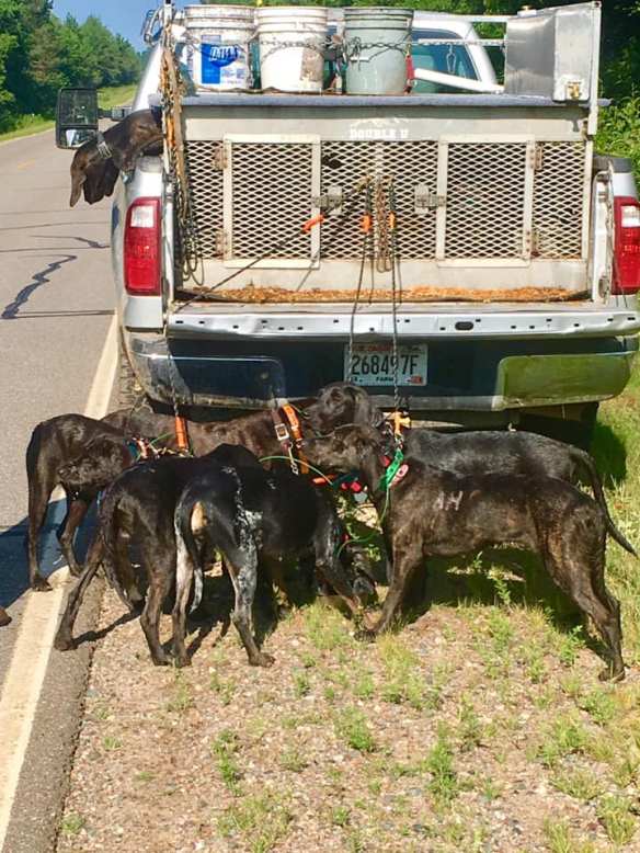 AH RIG W HOUNDS